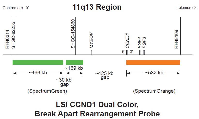 Vysis LSI CCND1 (11q13) Dual Color, Break Apart Rearrangement